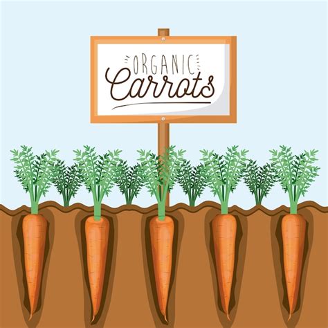 Cultivo Ecol Gico De Zanahorias Vector Premium