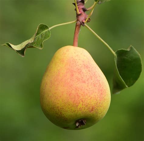 Comice Pear Tree For Sale Buying And Growing Guide