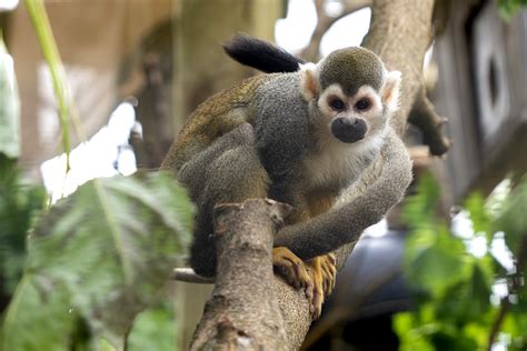 Squirrel Monkey Potawatomi Zoo