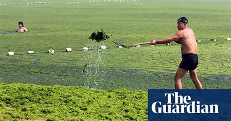 Chinese Beaches Overwhelmed By Algae In Pictures Environment The