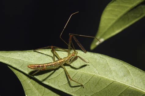 What Are Assassin Bug Nymphs Identifying Assassin Bug