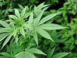 Marijuana Plant Leaves Photos
