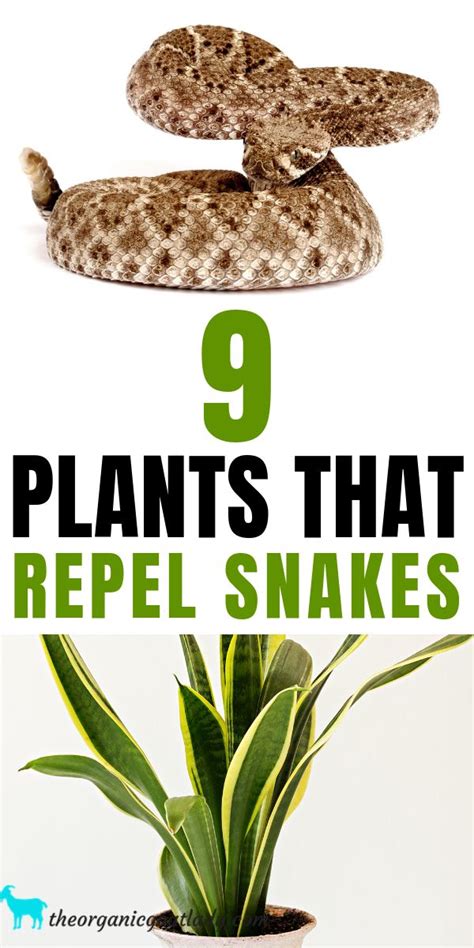 Most companies including walker pest management try to have some kind of set standard pricing within a certain area for certain services, we still have to leave it open to the technician to determine if a home is larger. 9 Plants That Repel Snakes | Garden snakes, Keep snakes ...