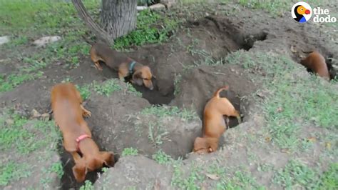 Dachshunds Dig The Best Holes The Dodo Youtube