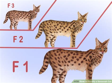 Lower generation savannahs are quiet honestly one of the best companions a person could have. How to Identify a Savannah Cat: 8 Steps (with Pictures ...