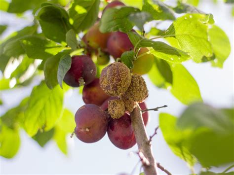 Problems With Plum Trees Common Diseases Of Plum Trees