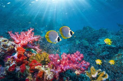 10 Ways To Protect Coral Reefs When You Travel Coral Reef Tropical
