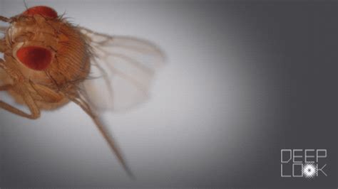 This Killer Fungus Turns Flies Into Zombies Kqed