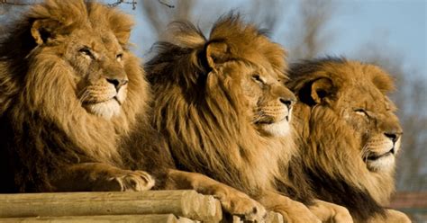 Os Três Leões Uma História Sobre Superação E Liderança