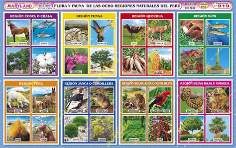 Animales Y Plantas De Perú Plaan Las 8 Regiones Naturales De Perú