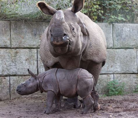 First Ever Baby Indian Rhino Born In Ireland Fota Wildlife Park