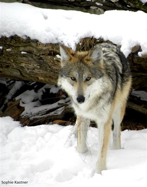 In The News Does Imperiled Mexican Gray Wolf Belong In Utah No Way 4