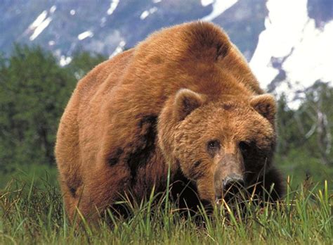 The Kodiak Bear The Largest Bears In The United States Animaux