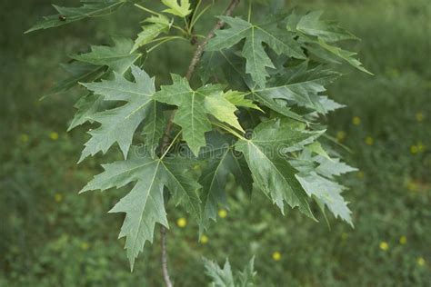 Green Fresh Leaves Of Acer Saccharinum Tree Stock Image Image Of
