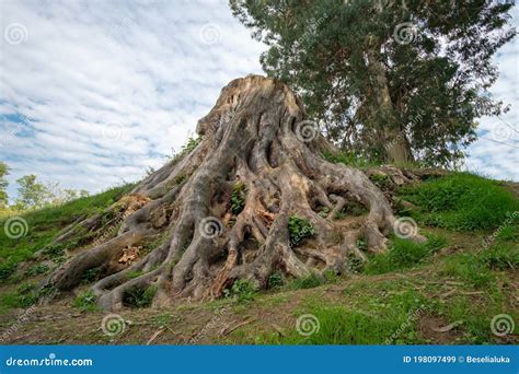 A Large Old Tree Stump With Massive Roots Stock Image Image Of Green
