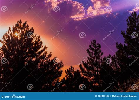 Colorful Sunset Sky And Clouds With Silhouette Of Pine Trees Stock