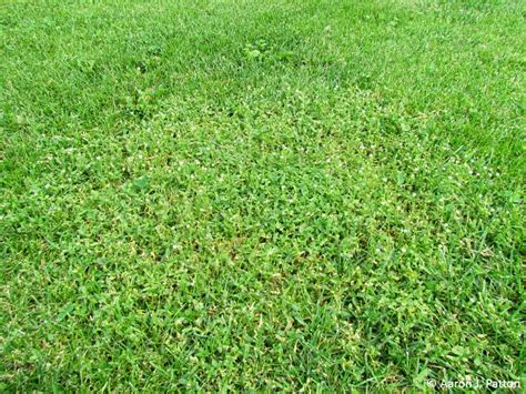 Purdue Turf Tips Weed Of The Month For April 2014 Is Mouse Ear Chickweed