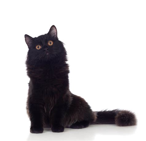 List Of Black Cat Breeds With Pictures Keepingdog