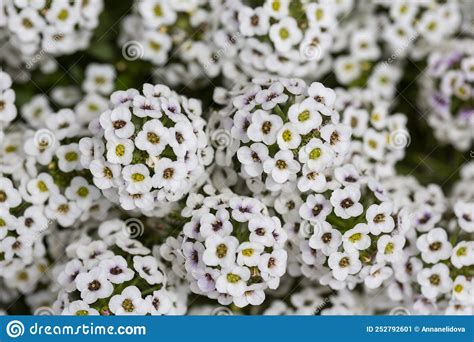 Lobularia Maritima Flowers Syn Alyssum Maritimum Common Name Sweet
