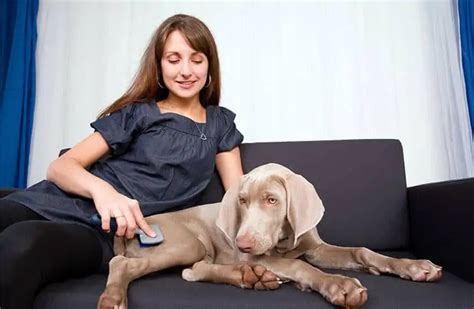 Weimaraner The Silver Ghost What You Need To Know