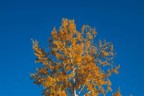 Yellow Autumn Autumn Foliage Of Trees Against The Blue Sky Stock Image