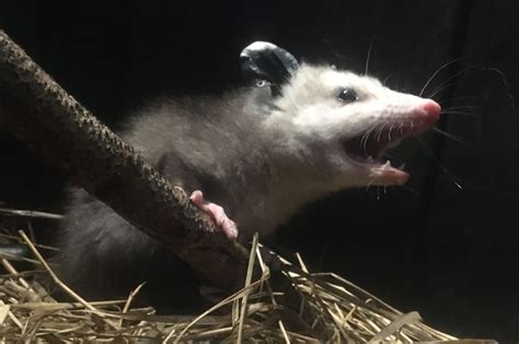 Homer Biologists Grab 3 More Of Grubby S Offspring As Search For Opossum Posse Continues