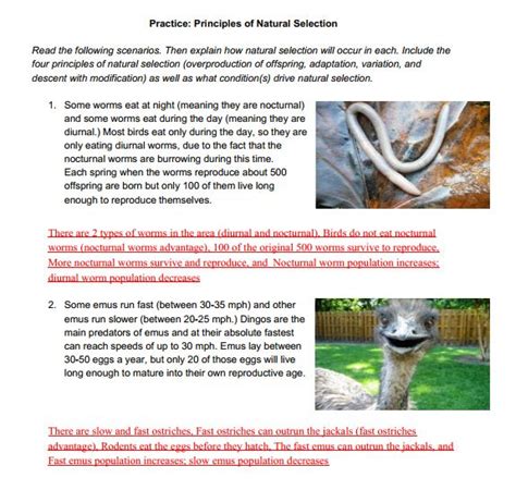 Biology 03051g0502 Practice Principles Of Natural Selection