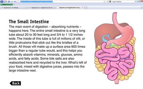 Parts Of Small Intestine Digestive System Rezfoods Resep Masakan Indonesia