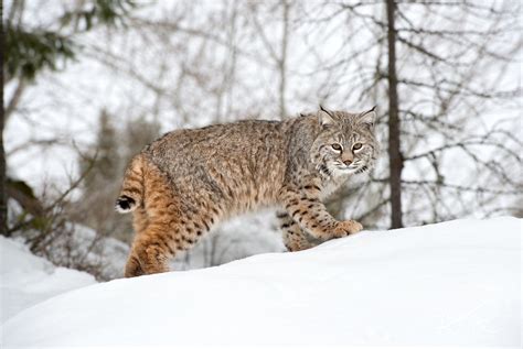 Lynx Bobcat Serval Caracal Kathleen Reeder Wildlife Photography