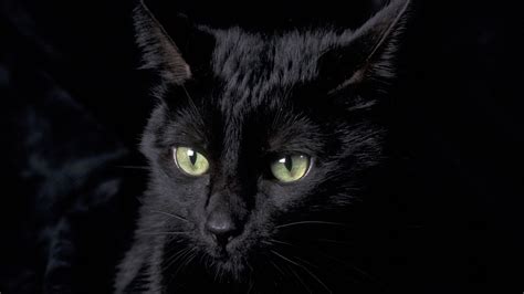 Wallpapers Black Cat 69 Background Pictures
