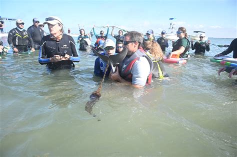 Leading A Calf Rescue Sarasota Dolphin Research Program