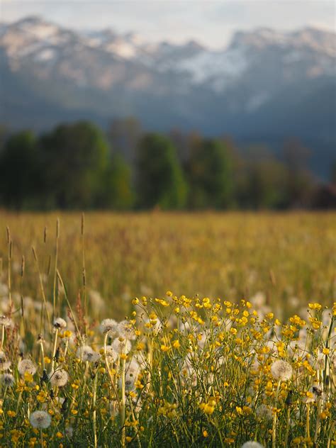 Meadow Field Grassland Pasture Alps Dandelions Bavaria Ger Flickr