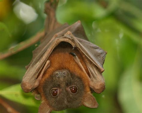 Little Red Flying Fox Facts Diet Habitat And Pictures On Animaliabio