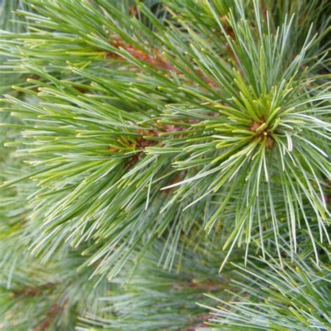 Pinus Strobus Nana Vente Pin Blanc De Weymouth