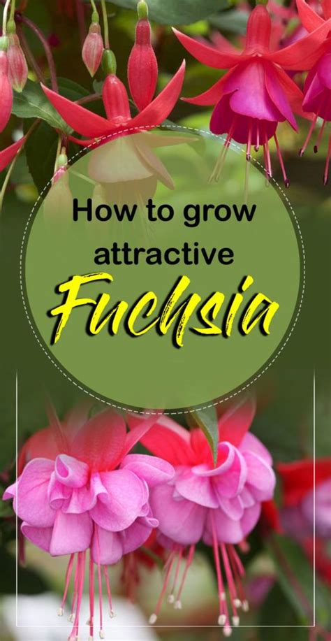 Growing Fuchsia Plant How To Grow Fuchsia In A Pot Fuchsia Plant