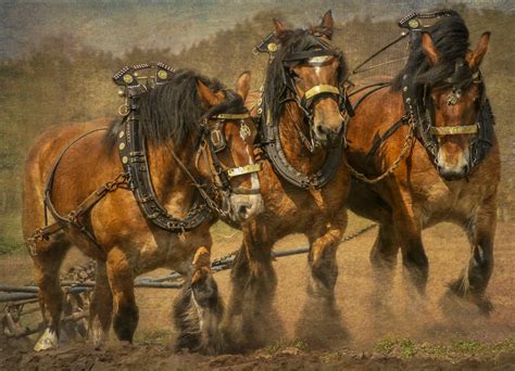 A Team Of Brabant Belgian Draft Horses Plowing A Farmers Field In
