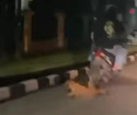 Viral Video Pemuda Seret Anjing Pakai Motor Tuai Reaksi Publik Salah Satunya Anggota Dpr Ri