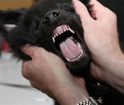 At What Age Does A Puppy Lose Its Canine Teeth