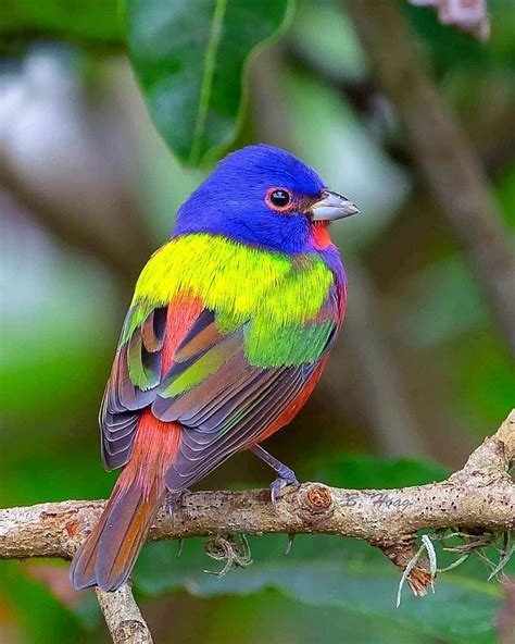 🐦🌈 Rainbow Bird Known As Painted Bunting Is One Of The Many Beautiful