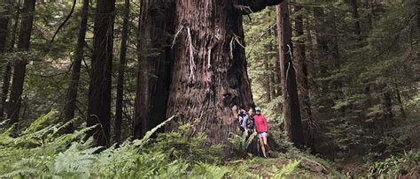 Take A Hike To One Of The Oldest Redwood Trees In The Bay