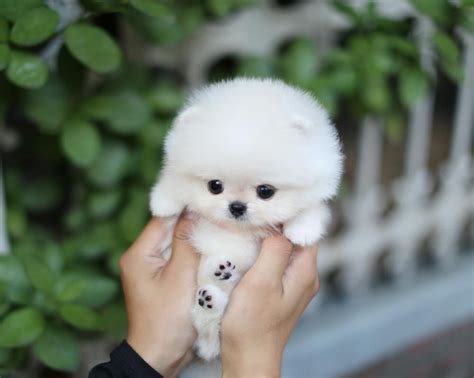 Teacup Dog To Be Handled With Care Cute Teacup Puppies Cute Animals