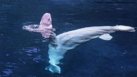 Shedd Aquariums Beluga Whale Mauyak Gives Birth To Calf Abc7 Chicago