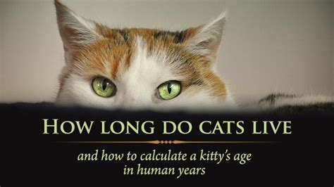 How Long Do Cats Live And How To Calculate Your Kittys Age In Human Years