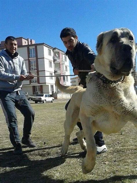 Alabai̇ orta asya çoban köpeği alabai central asia shepherd dog ( bu bir t.c. 17 Best images about Kangal on Pinterest | Guard dog, The ...