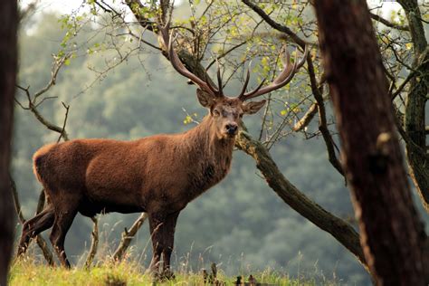 Forest Of Dean Wildlife And Nature Diary Red Deer Rut