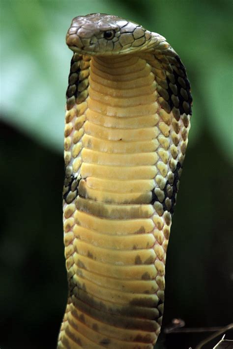 The King Cobra Ophiophagus Hannah One Of The Most Intelligent Snakes