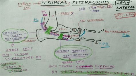 Peroneal Retinaculum Superior And Inferior Peroneus Longus