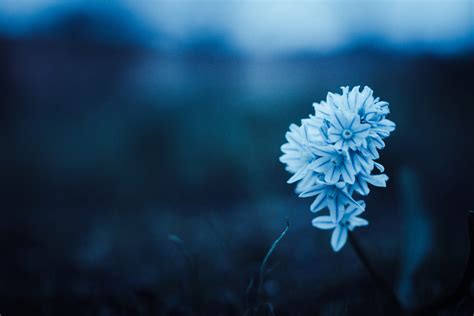 Blue Petaled Flower · Free Stock Photo