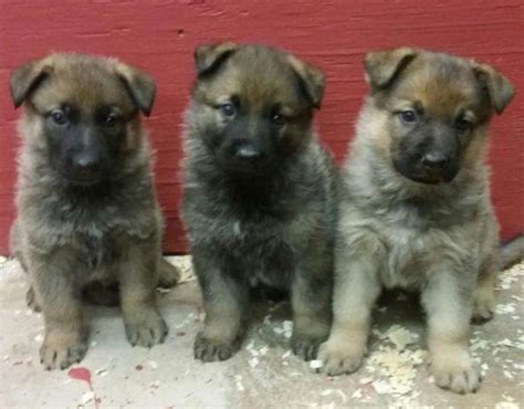 Sable german shepherds that possess this coat pattern is characterized of tan patches mainly found in their legs, chests, tails, and cheeks. Registered Sable Female German Shepherd Puppies - for Sale ...