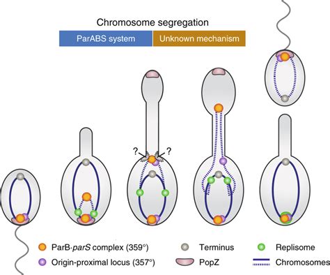 model of the two step chromosome segregation process in h neptunium download scientific